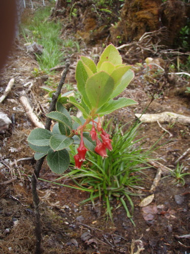 Vaccinium dentatum