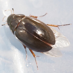 Hydrochara flavipes