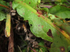 Chaetocnema concinna