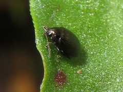 Chaetocnema concinna