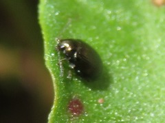 Chaetocnema concinna