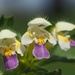 Large-flowered Hemp-Nettle - Photo (c) Jakob Fahr, some rights reserved (CC BY-NC), uploaded by Jakob Fahr