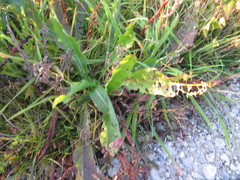 Chaetocnema concinna