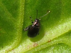 Chaetocnema concinna