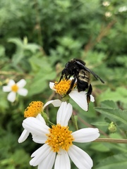 Bombus pensylvanicus