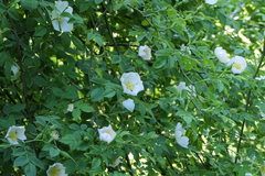 Rosa pouzinii