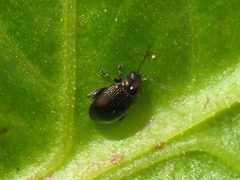 Chaetocnema concinna