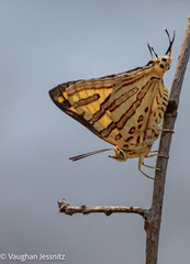 Cigaritis natalensis
