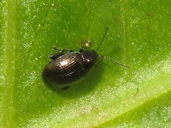Chaetocnema concinna