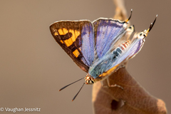 Cigaritis natalensis