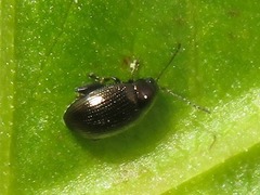 Chaetocnema concinna