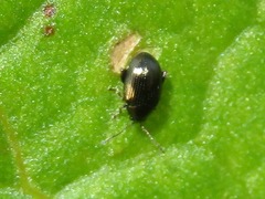 Chaetocnema concinna