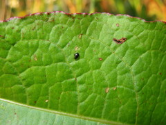 Chaetocnema concinna