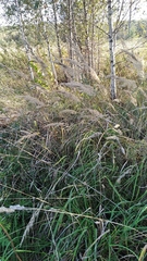 Calamagrostis epigejos