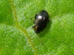 Chaetocnema concinna