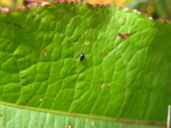 Chaetocnema concinna