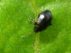 Chaetocnema concinna