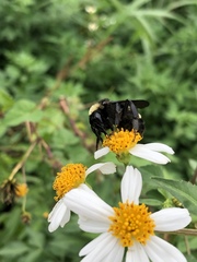 Bombus pensylvanicus