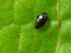 Chaetocnema concinna