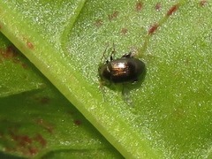 Chaetocnema concinna