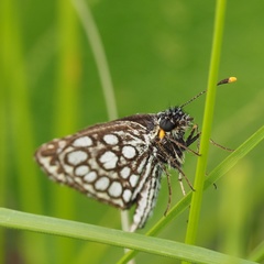 Heteropterus morpheus