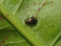 Chaetocnema concinna