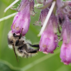 Bombus veteranus