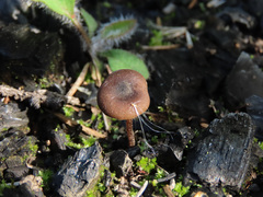 Lyophyllum anthracophilum