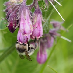 Bombus veteranus