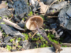 Lyophyllum anthracophilum