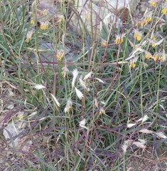 Bouteloua chondrosioides