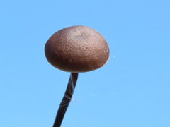 Lyophyllum anthracophilum