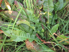 Chaetocnema concinna