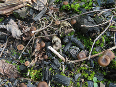 Lyophyllum anthracophilum