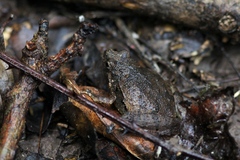 Microhyla berdmorei