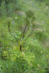 Agasyllis latifolia