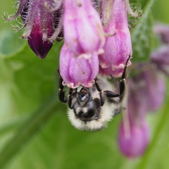 Bombus veteranus