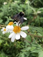 Bombus pensylvanicus