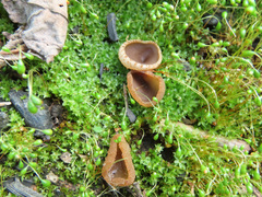 Peziza echinospora