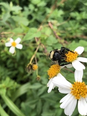 Bombus pensylvanicus