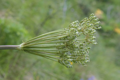 Agasyllis latifolia