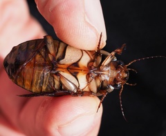 Dytiscus dimidiatus