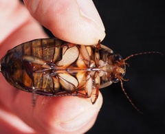 Dytiscus dimidiatus