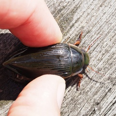 Dytiscus dimidiatus