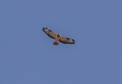 Buteo buteo