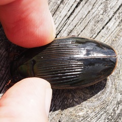 Dytiscus dimidiatus