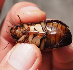 Dytiscus dimidiatus