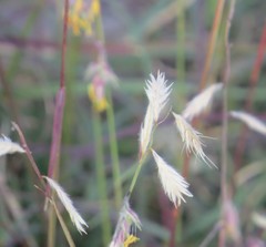 Bouteloua chondrosioides