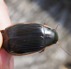 Dytiscus dimidiatus