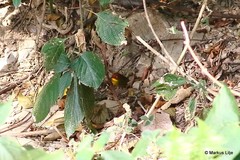 Cettia castaneocoronata